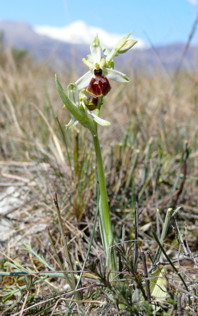 Ophrys precoci nellAbruzzo sud orientale 2022